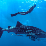 Why Whale Shark Tours Are Different from Marine Parks or Zoos